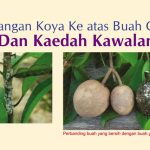 Serangan Koya Ke atas Buah Ciku Dan Kaedah Kawalan