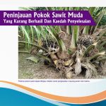 Peninjauan Pokok Sawit Muda Yang Kurang Berhasil Dan Kaedah Penyelesaian