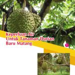 Keperluan Air Untuk Tanaman Durian Baru Matang