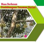 Masa Berkesan Pendebungaan Tanaman Durian