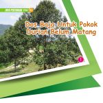 Dos Baja Untuk Pokok Durian Belum Matang