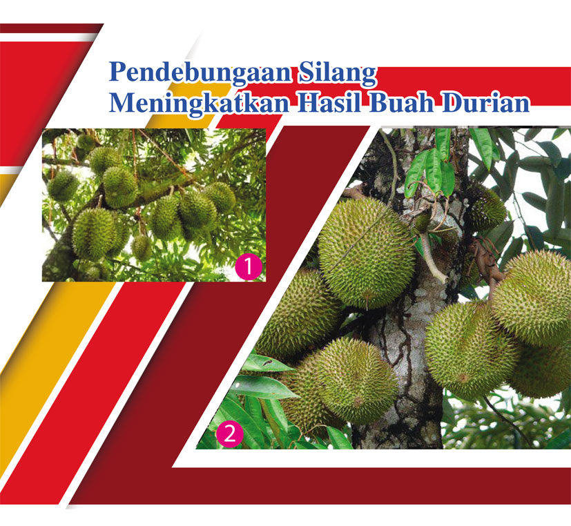 You are currently viewing Pendebungaan Silang Meningkatkan Hasil Buah Durian