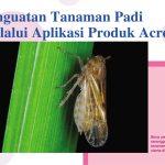 Penguatan Tanaman Padi Melalui Aplikasi Produk Acrecio