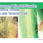 Serangan & Kaedah Kawalan Nyamuk Tombak Ke atas Tanaman Padi