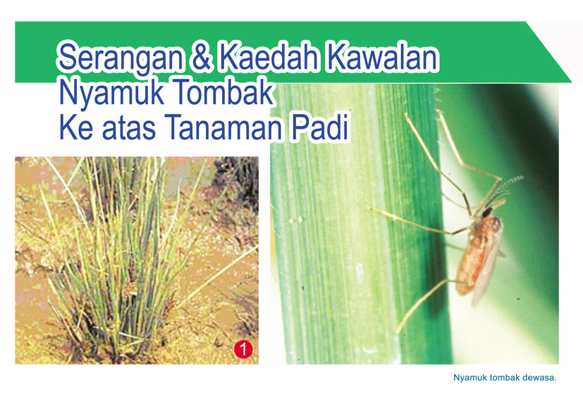 Read more about the article Serangan & Kaedah Kawalan Nyamuk Tombak Ke atas Tanaman Padi