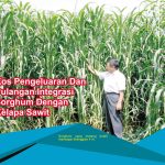 Kos Pengeluaran Dan Pulangan Integrasi Sorghum Dengan Kelapa Sawit