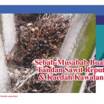 Sebab-Musabab Buah Tandan Sawit Reput & Kaedah Kawalan