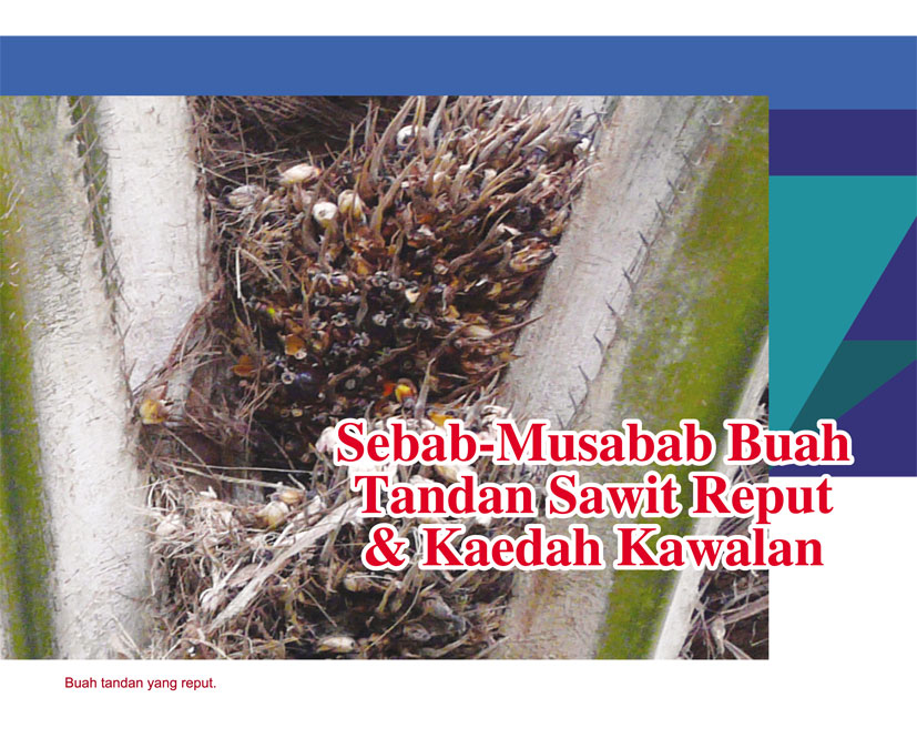 You are currently viewing Sebab-Musabab Buah Tandan Sawit Reput & Kaedah Kawalan