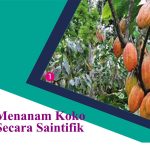 Menanam Koko Secara Saintifik