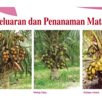 Pengeluaran dan Penanaman Matag F1