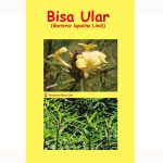 Bisa Ular (Barleria lupulina Lindi)