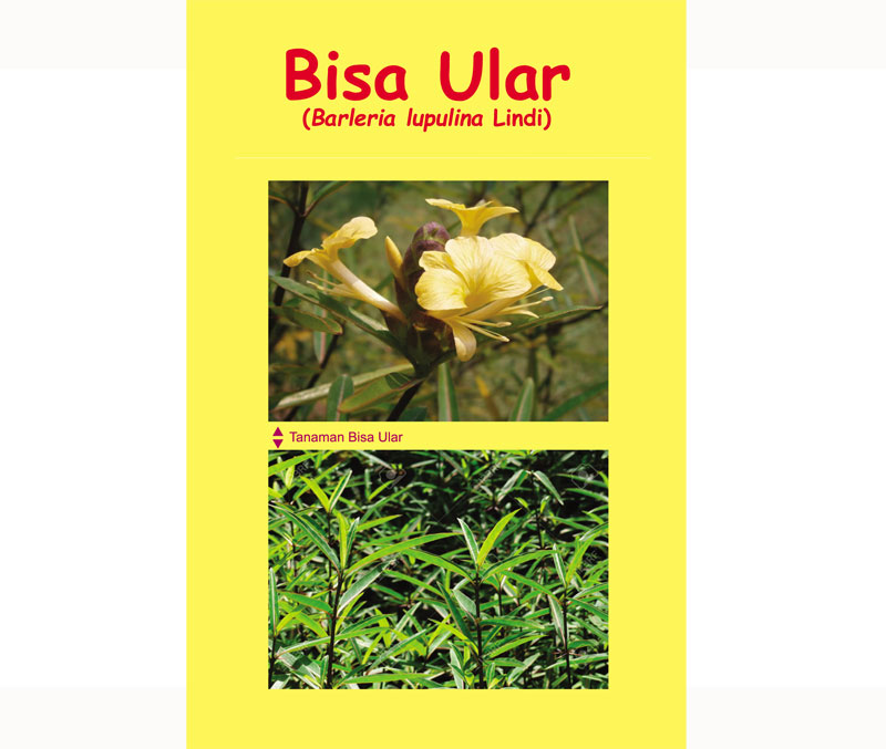 You are currently viewing Bisa Ular (Barleria lupulina Lindi)
