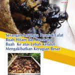 Serangan Serangga Perosak Lalat Buah Hitam dan Kumbang Buah Ke atas Lebah Kelulut Mengakibatkan Kerugian Besar