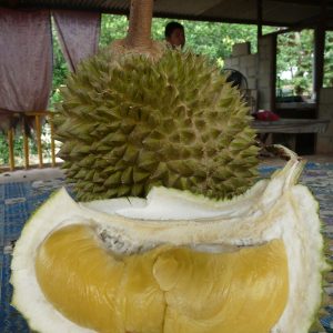 Industri Durian Menikmati Kemanisan Di Depan Mata