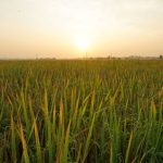 Pesawah padi Tidak Mematuhi SOP Menyebabkan Pendapatan Berkurangan