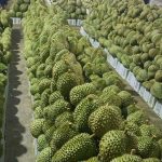 Durian Disanjungi Sebagai Buah Emas Di Vietnam