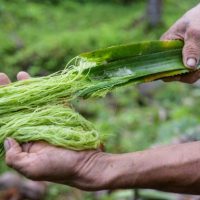 Pendekatan Ekonomi Kitaran Dalam Pertanian Hala Tuju Bagi Sarawak Memperolehi Lebihan Perdagangan