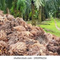 Eksploitasi Sepenuhnya Potensi Biojisim Sabah