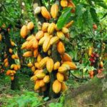 KPK Menyasarkan Menamabah Keluasan Tanaman Koko Ke 10,000 Ha Dalam 5 Tahun