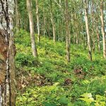 420,000 Ha Kebun Getah Di Malaysia Tidak Ditoreh,Terpaksa Mengimport RM6 bilion Susu Getah Setahun