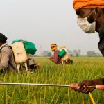 Melindungi Beras Basmati: Punjab Mengharamkan 10 Racun Serangga dengan Tahap Sisa Racun Yang Tinggi