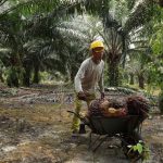 Malaysia Tidak Sepatutnya Memfailkan Aduan Terhadap Klasifikasi Biofuel Kesatuan Eropah