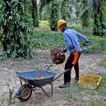 Niaga Hadapan MSM Meningkat Berikutan Kenaikan Harga Dalam Niaga Hadapan Minyak Sayuran China