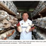 Tanam Cendawan Guna Sisa Nanas