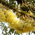 Musim Durian Akan Datang Dinanti-nantikan