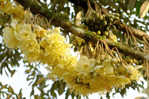 You are currently viewing Musim Durian Akan Datang Dinanti-nantikan