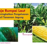 Baja Rumpai Laut Meningkatkan Pengeluaran Hasil Tanaman Jagung