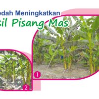 Kaedah Meningkatkan Hasil Pisang Mas