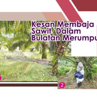 Kesan Membaja Sawit Dalam Bulatan Merumput