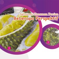 Agronomi Tanaman Durian Beberapa Perspektif