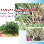 Kebaikan dan Keburukan Amalan Pembuangan Buah Tandan Awalan Sawit