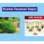 Kuchai Tanaman Dapur