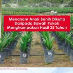 Menanam Anak Benih Dikutip Daripada Bawah Pokok Menghampakan Hasil 25 Tahun