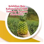 Kelebihan Baja Kalium Sulfat (SOP) Terhadap Tanaman Nanas MD2