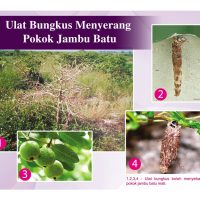 Ulat Bungkus Menyerang Pokok Jambu Batu