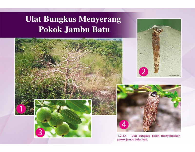 Read more about the article Ulat Bungkus Menyerang Pokok Jambu Batu