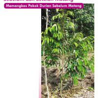 Kaedah Memangkas Pokok Durian Sebelum dan Setelah Matang