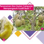Penanaman Klon Durian Campuran Mempengaruhi Kualiti Buah ?