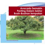 Avocado Semakin Penting Dalam Sektor Buah-Buahan tempatan