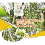 Limau Bali Tambun : Buah-Buahan Ikon Malaysia