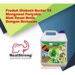 Produk Dieback Buster 95 Mengawal Penyakit Mati Rosot Betik Dengan Berkesan