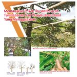 Memangkas Pokok Durian Ke arah Tumbesaran Dan Pengeluaran Hasil Yang Menggalakkan