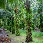 Stok Saham Syarikat Perladangan Sawit Dijangka kekal Baik Walaupun Harga Sawit Dijangka Berundur Sedikit Mulai Mei Apabila Pengeluaran Minyak Sawit Meningkat – Penganalisis