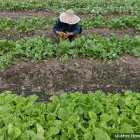 Kesan “Kombo Dwi” Membimbangkan Petani  