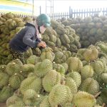 Harga Durian Monthong Di luar Musim Naik Ke Paras Tertinggi