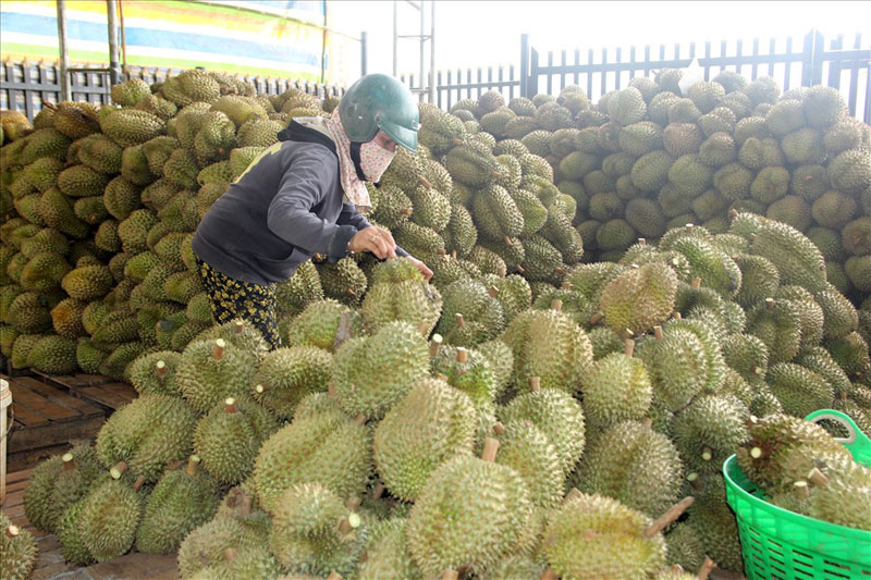 You are currently viewing Harga Durian Monthong Di luar Musim Naik Ke Paras Tertinggi